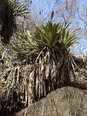 Aechmea distichantha