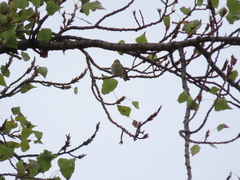 Phylloscopus collybita