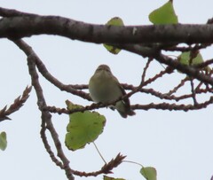 Phylloscopus collybita