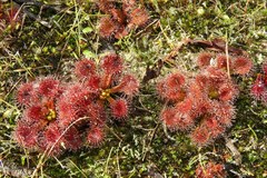 Drosera schmutzii