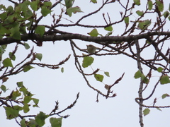 Phylloscopus collybita