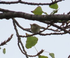 Phylloscopus collybita