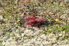 Drosera schmutzii