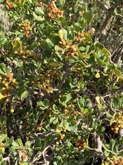 Searsia crenata