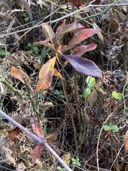 Rhododendron periclymenoides