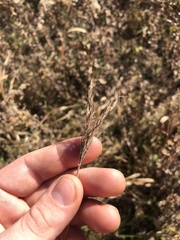Andropogon gerardi