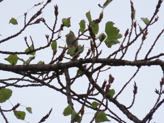 Phylloscopus collybita