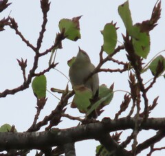Phylloscopus collybita