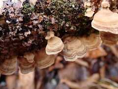 Trichaptum subchartaceum