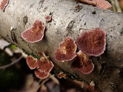 Trichaptum subchartaceum