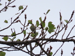 Phylloscopus collybita