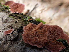 Trichaptum subchartaceum