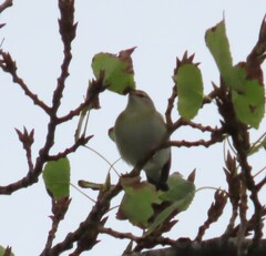 Phylloscopus collybita
