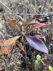 Rhododendron periclymenoides