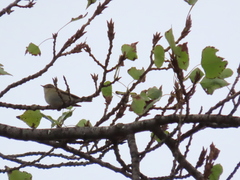 Phylloscopus collybita