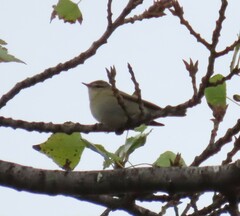 Phylloscopus collybita