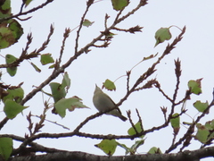 Phylloscopus collybita