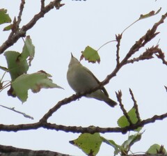 Phylloscopus collybita