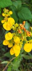 Calceolaria thyrsiflora