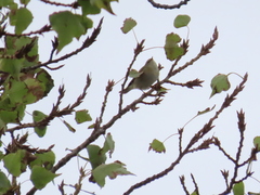 Phylloscopus collybita