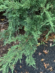 Juniperus chinensis