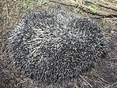 Erinaceus europaeus