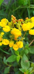 Calceolaria thyrsiflora