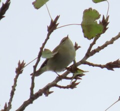 Phylloscopus collybita