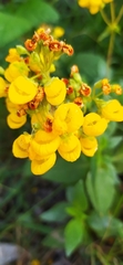Calceolaria thyrsiflora