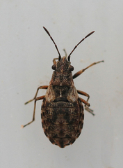 Nithecus jacobaeae