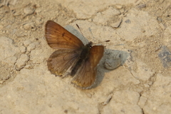 Tharsalea mariposa
