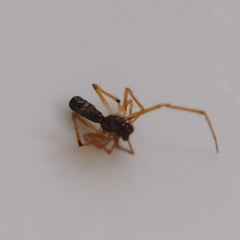 Coleosoma