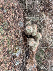 Echinocereus reichenbachii baileyi