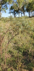 Acacia decora