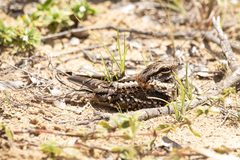 Hydropsalis torquata