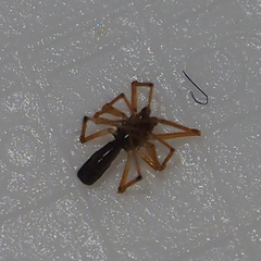 Coleosoma