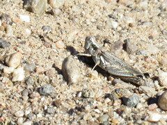 Melanoplus complanatipes