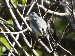 Polioptila albiloris