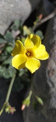 Oxalis megalorrhiza