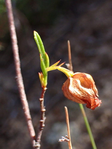 Image of Hermannia angularis by (c) Ren Hoekstra, some rights reserved (CC BY)