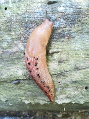 Limax dacampi