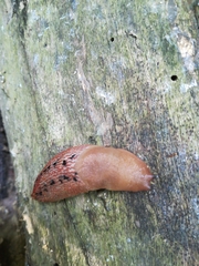 Limax dacampi