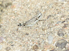 Melanoplus complanatipes
