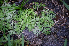 Lepidium didymum