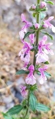 Stachys grandidentata