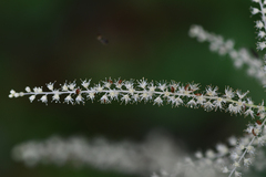 Aruncus dioicus