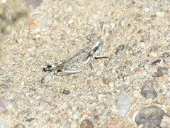 Melanoplus complanatipes