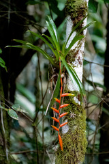 Vriesea