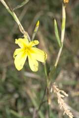 Moraea collina