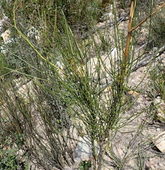 Anginon difforme